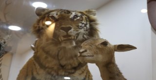 Gaziantep Zooloji Ve Doğa Müzesine Yoğun İlgi