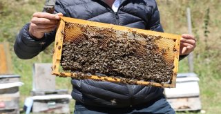 Hava Şartları Anzer Balını Vurdu