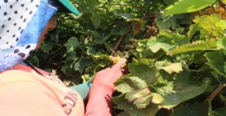 (Özel) Kuru Üzümün Zorlu Yolculuğu