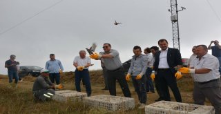 Tekirdağda 12 Bin Çil Keklik Doğaya Salındı