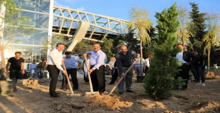 Mega Projede 57 Bin Ağaç Toprakla Buluşacak