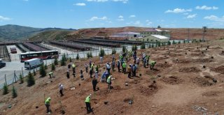 Çöp Sahası Yeşerecek