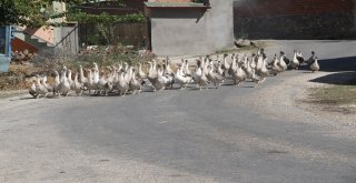 Tavukları Telef Oldu Kaz İşine Girdi, 3 Ayda 30 Bin Lira Kazandı