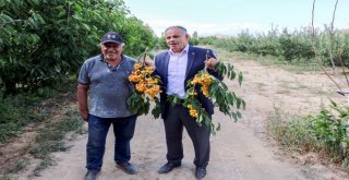 Yahyalıdaki Kiraz Üreticileri İhracatçıları Bekliyor