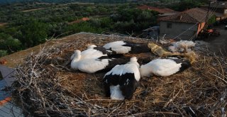 (Özel) Tepedeki Büyük Aile...
