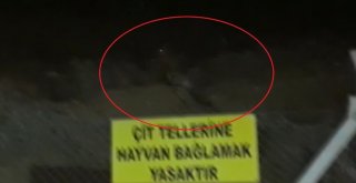 Firari Düve Bir Yıl Sonra Ortaya Çıktı