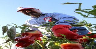 İsot Festivali Renkli Görüntülerle Başladı