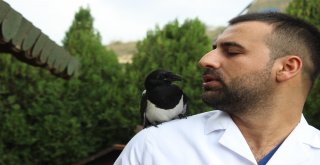 (Özel Haber) Saksağan Kendisini Tedavi Eden Veterinerden Ayrılamıyor