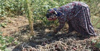 Bir Asırlık Kılıçlar Soğanının Hasadı Başladı