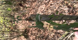 Üreticisinin Kabusu ‘Amerikan Beyaz Kelebeği Fındıkları Sardı