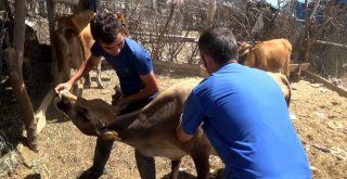 Siirtte Aşılama İle Hayvan Ölümleri Minimuma İndirildi