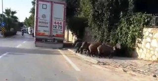 Bodrumda Aç Kalan Domuzlar Şehre İndi
