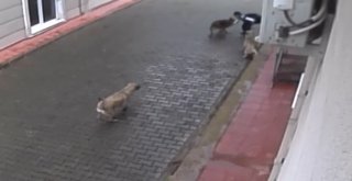(Özel Haber) Aç Kalan Köpekler İlkokul Öğrencisine Böyle Saldırdı