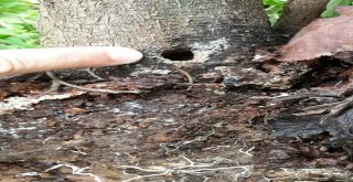 Drakula Tehlikesi Sürüyor