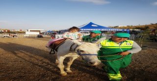 Şahinbey Belediyesi Çocukları Midilli Atlarıyla Buluşturdu