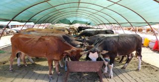 Kasaplar Odası Genel Başkan Yardımcısından Marketlere Minyatür Koçlu Gönderme