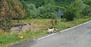 (Özel Haber) Başıboş Köpeklerin Kaldığı Barınak Yandı