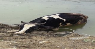 Gölette İnek Kurtarma Operasyonu