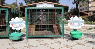 Kedilere Tripleks Villa