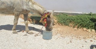 (Özel) Mardinde İşkence Gören At Tedavi İçin İstanbula Gönderildi