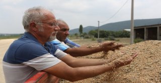 Nilüferde Ekolojik Buğday