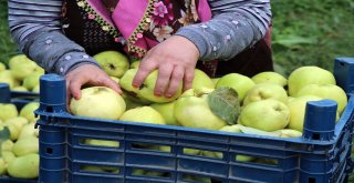 Dünyanın Ayva Merkezi Geyvede Ayva Hasadı Başladı