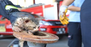 Yavru Kedi Sıkıştığı Metal Boru İçerisinden Kurtarıldı