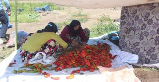 Siverekte İsot Hasadına Başlandı