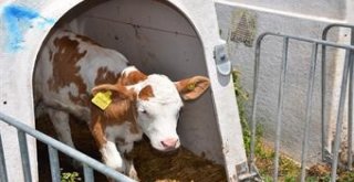 Buzağı Destekleme Başvurusu Bu Ay Sona Eriyor