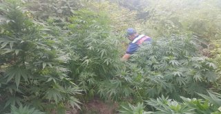 Sinopta 97 Kök Kenevir Bitkisi Ele Geçirildi