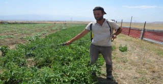 Muşta Çilek Hasadına Başlandı
