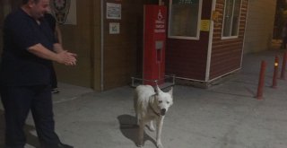 Sahibini Hastane Kapısında Bekleyen Köpek Çalındı