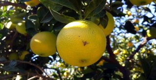 Aydında, Akdeniz Meyve Sineğine Karşı Önlemler Arttırıldı