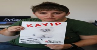 (Özel) Kedisini Bulana 4 Bin Tl Ödül Verecek