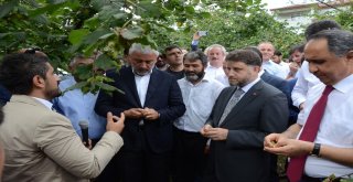 Gübretaş Model Bahçe Uygulamasında Rekor Fındık