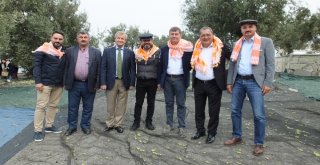 Gömeçte Zeytin Hasat Şenliği Coşkusu
