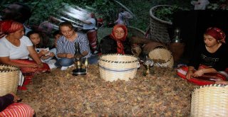 Fındığın Başkenti Giresunda Fındık Festivali Düzenlendi