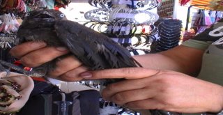 Didimde Uçamayan Karga Esnafın Maskotu Oldu