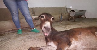 Yaralı Eşeğe Hayvan Severler Sahip Çıktı