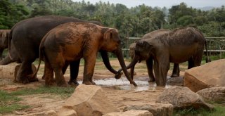 Dünyanın En İlginç Yetimhanesi: Fil Yetimhanesi