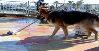 Bu Köpek Yetenekleri İle Şaşırtıyor