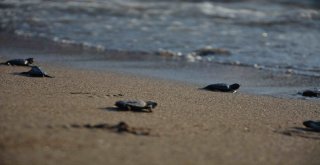 Tedavisi Tamamlanan Caretta Carettalar Denizle Buluştu