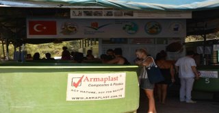 Deniz Kaplumbağalarına Yerli Ve Yabancı Turist İlgisi