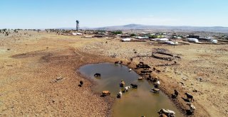 Susuzluktan 40 Bine Yakın Hayvanla Göç Ettiler