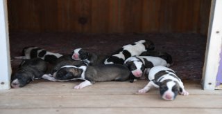 Su Borusuna Sıkışan Yavru Köpekler Kurtarıldı