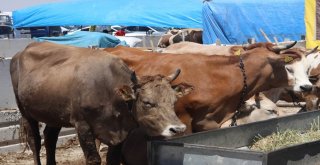 Konyada Kurbanlıklar Alıcılarını Bekliyor