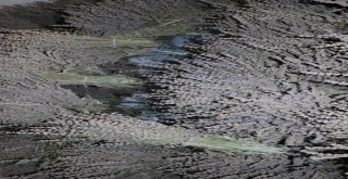 Lavanta Üreticinin Yüzünü Güldürdü