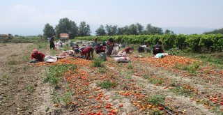 Salçalık Domatesin Ekimi Yüzde 50 Düştü