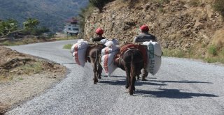 Aydınlı Üreticiler At Ve Eşeklerden Vazgeçemiyor