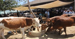 Hayvan Pazarında Arefe Yoğunluğu